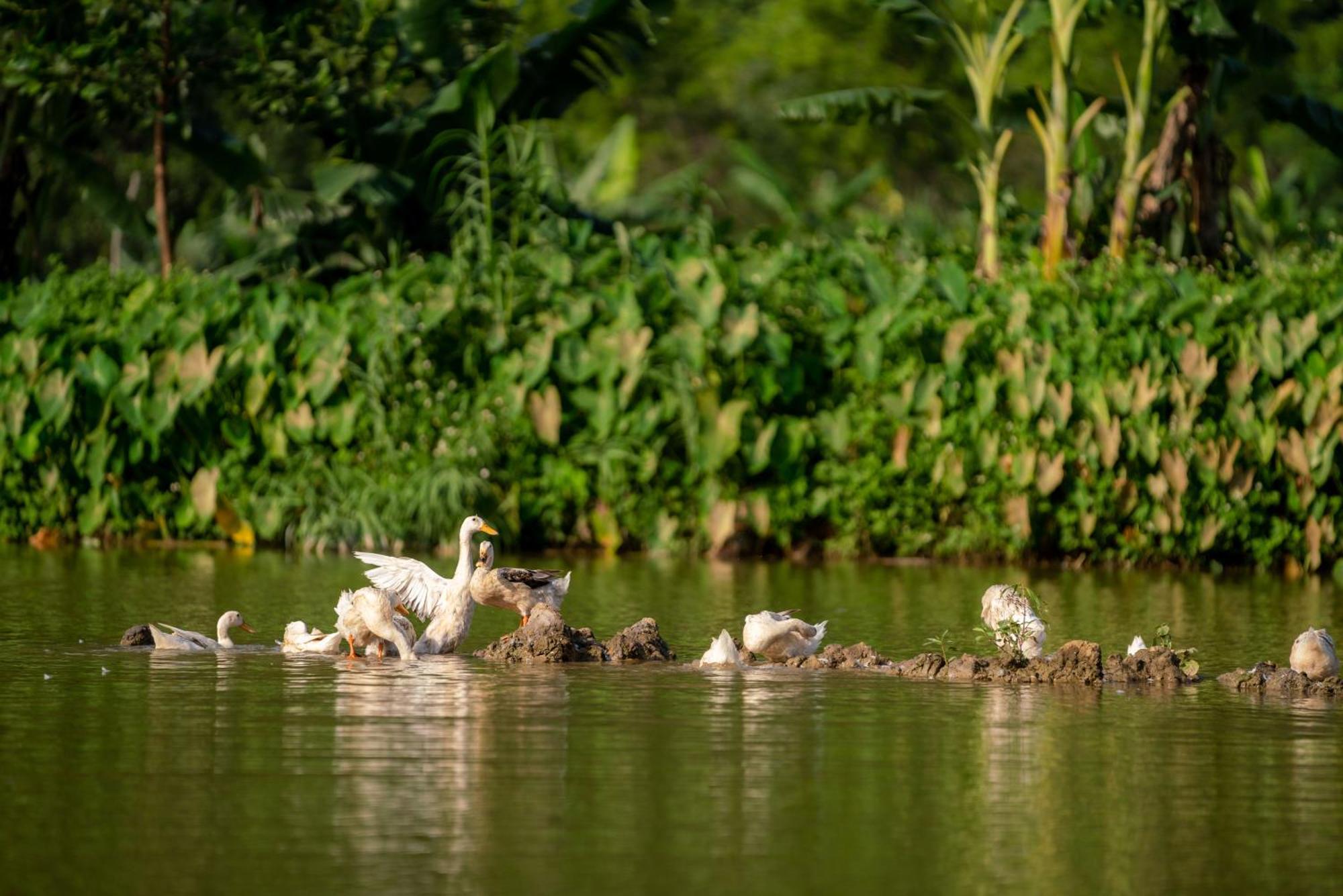 Tan Dinh Farmstay Ninh Bình Ngoại thất bức ảnh